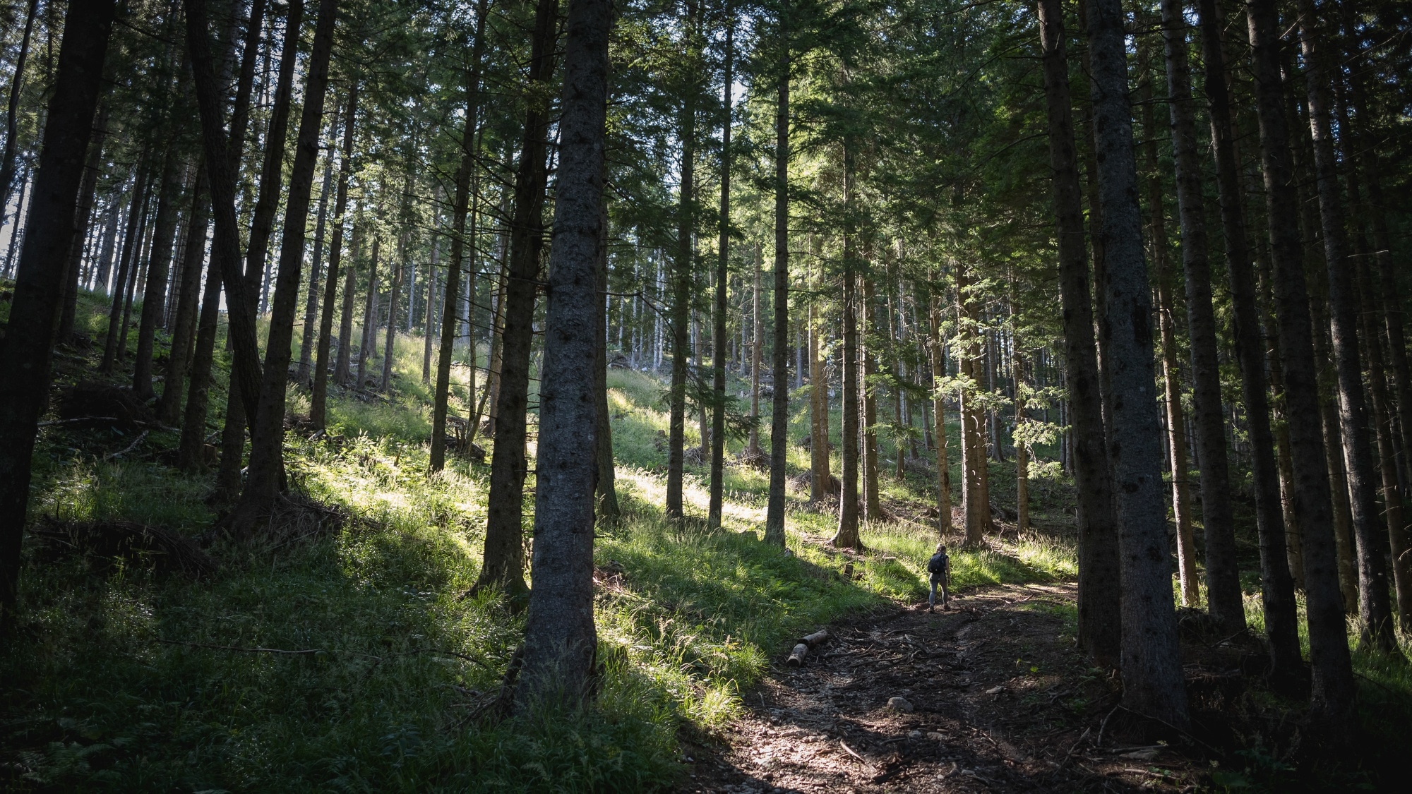 Sentier de randonnée en pleine forêt en Lorraine.
